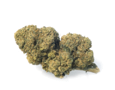 mango-haze-cannabis-cbd mango-haze-cannabis-cbd