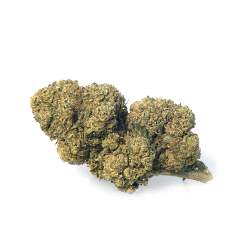 mango-haze-cannabis-cbd mango-haze-cannabis-cbd