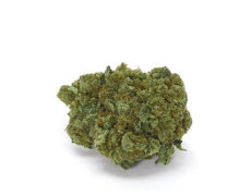 White Widow CBD Cannabis White Widow CBD Cannabis