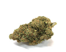 Bubblegum CBD Cannabis Bubblegum CBD Cannabis