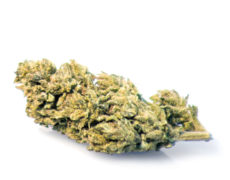 melon-kush-cbd-bluten-cannabis melon-kush-cbd-bluten-cannabis