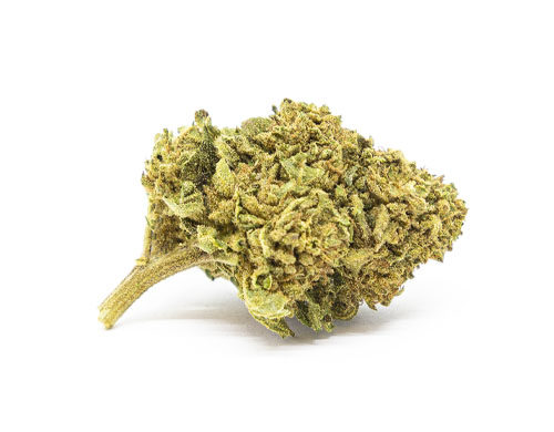 CBD Blüten der Sorte Gorilla Glue