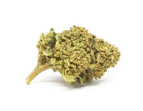 gorilla-glue-cbd-cannabis gorilla glue cbd bluten cannabis
