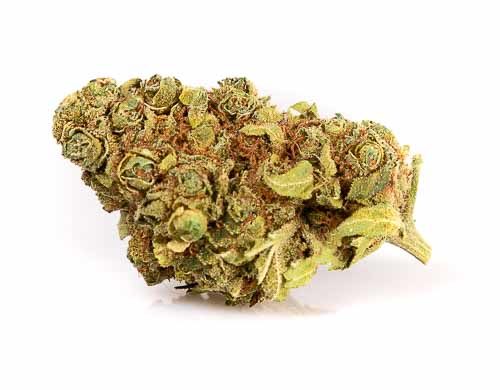 CBD Blüten der Sorte Gorilla Glue