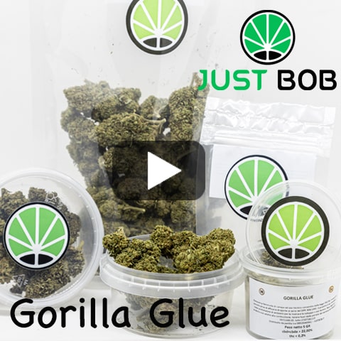 gorilla glue gorilla glue video