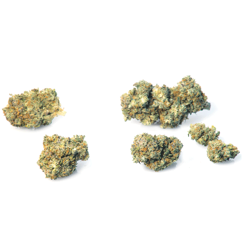 california-haze-marihuana-pflantze california-haze-marihuana-pflantze