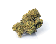 master-kush-cbd-cannabis master-kush-cbd-cannabis