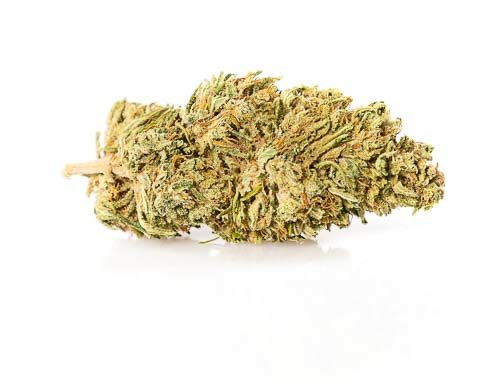 CBD Blüten der Sorte Master Kush