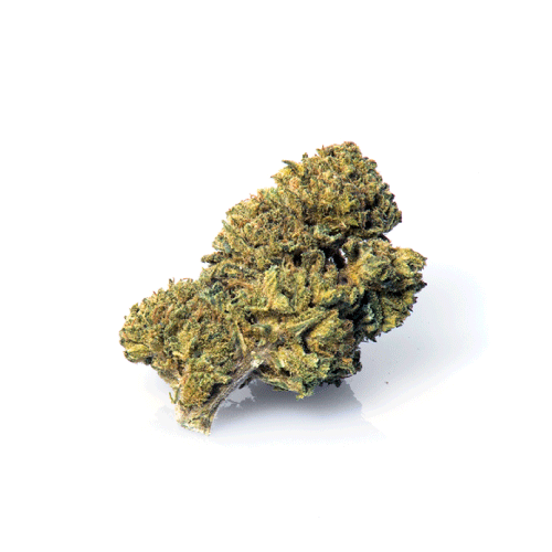 master-kush-cbd-cannabis master-kush-cbd-cannabis