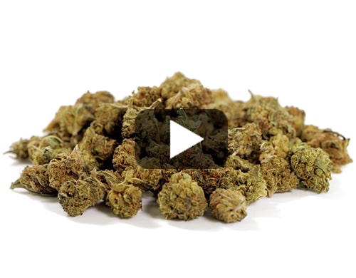 small-buds-mix-cannabis-cbd