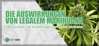 CBD Cannabis - die Auswirkungen von legalem Marihuana