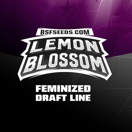 Lemon-Blossom-cannabis-samen-bestellen Lemon-Blossom-cannabis-samen-bestellen