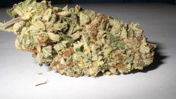 cbd cannabis bluten indica ruderalis