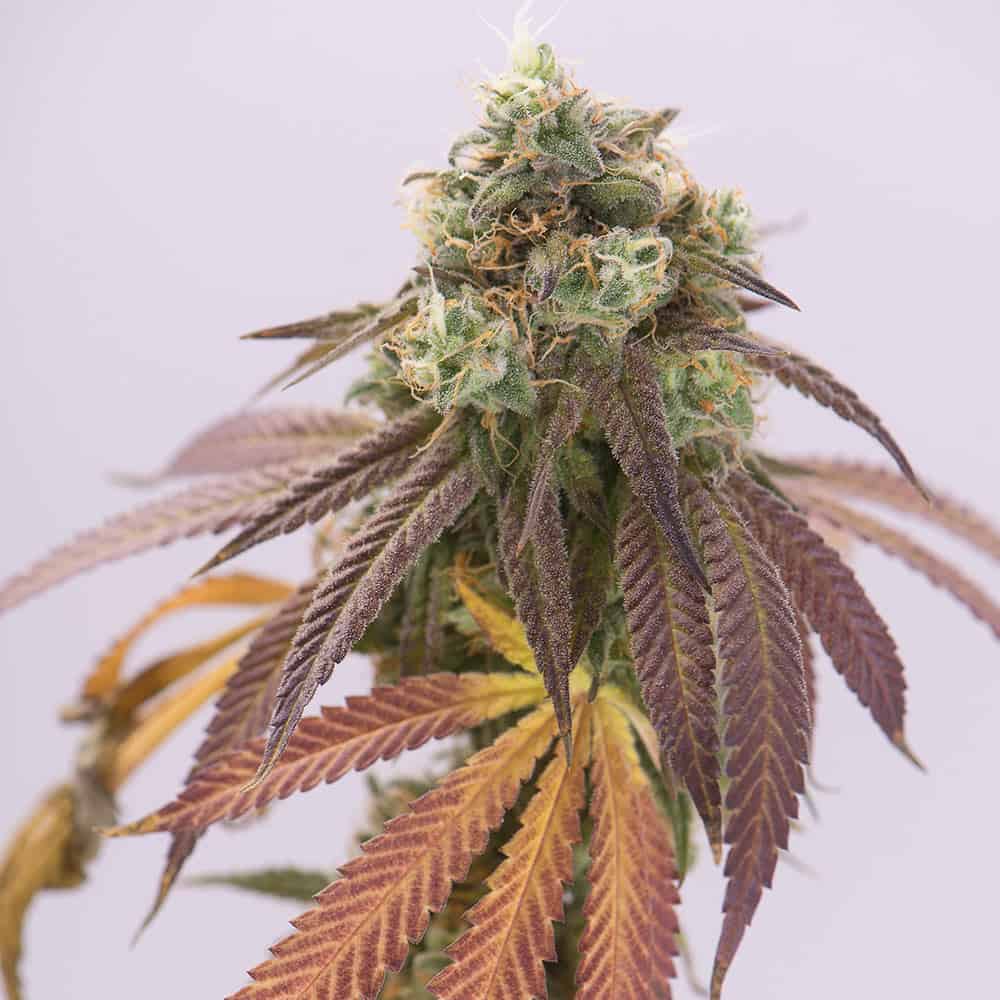 double-cookies-cannabis-seeds double-cookies-cannabis-seeds