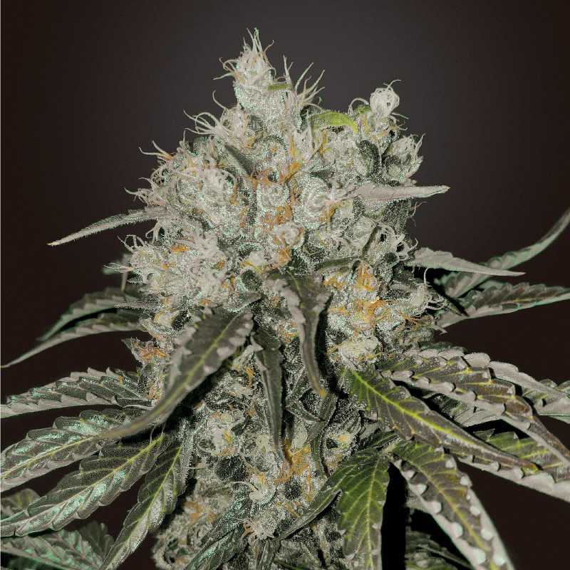 double-cookies-marihuana-samen-kaufen double-cookies-marihuana-samen-kaufen