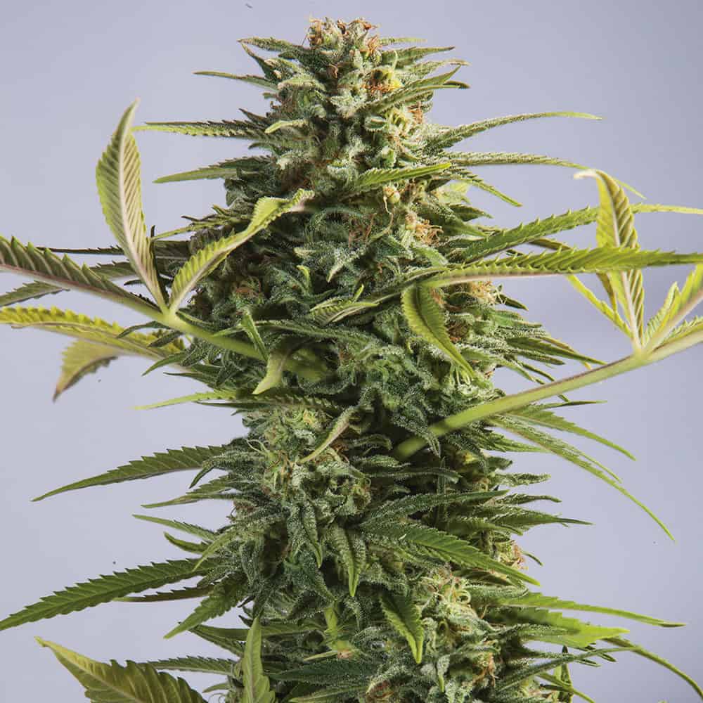 godzilla-glue-cannabis-seeds godzilla-glue-cannabis-seeds
