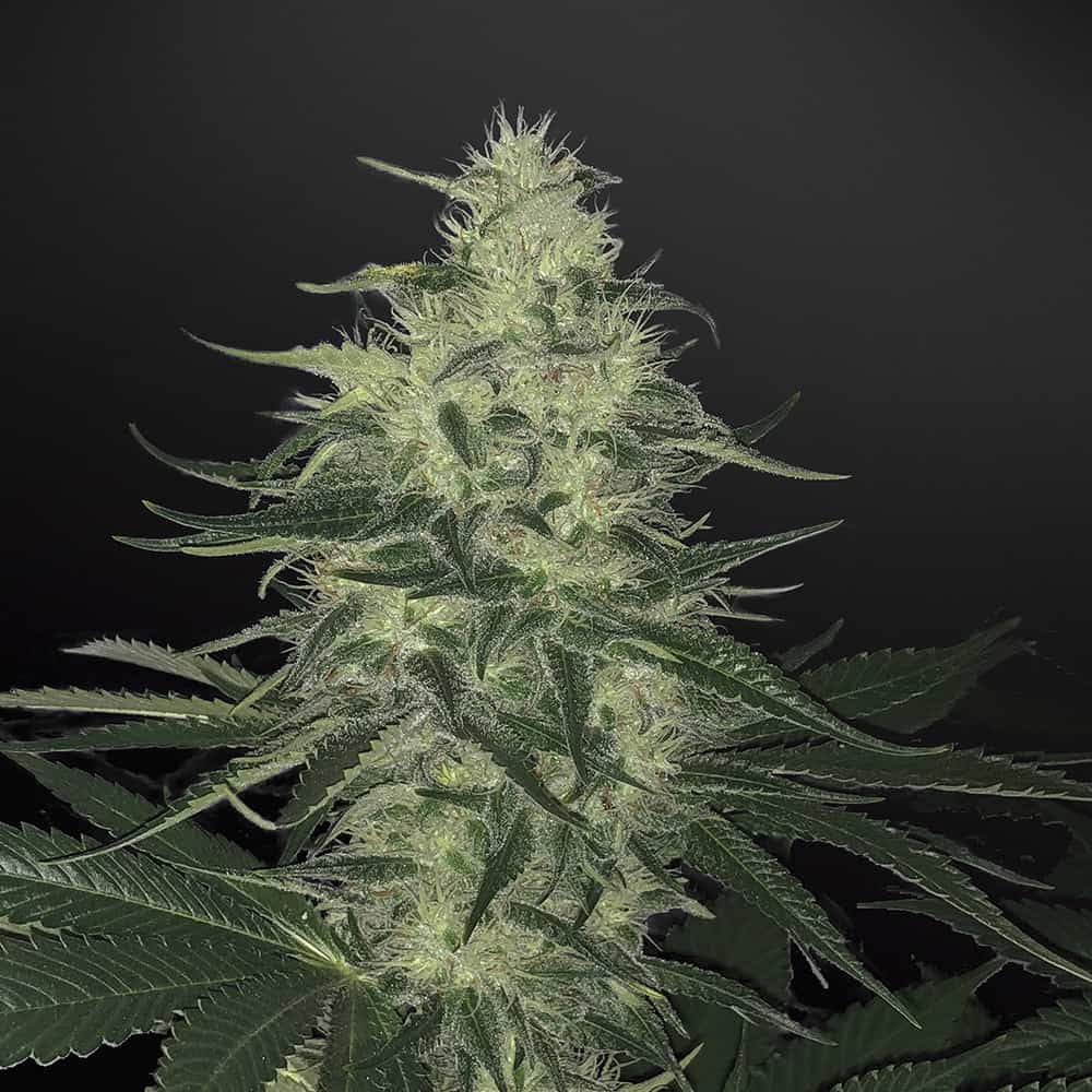 godzilla-glue-marihuana-samen-kaufen godzilla-glue-marihuana-samen-kaufen