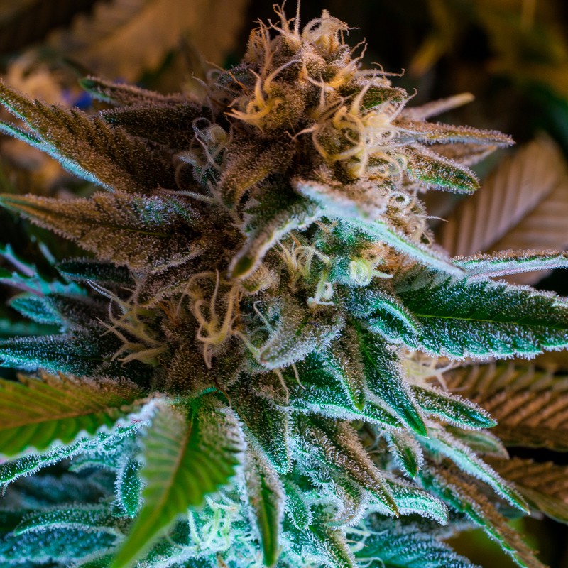 gorilla-glue-cannabis-seeds gorilla-glue-cannabis-seeds