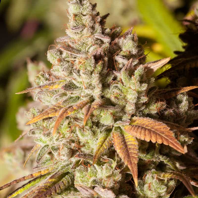 gorilla-glue-marihuana-samen-kaufen gorilla-glue-marihuana-samen-kaufen