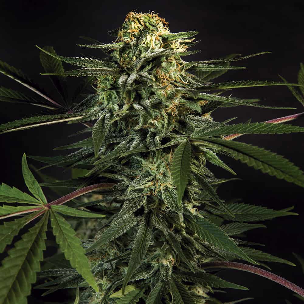 green-tiger-cannabis-samen-bestellen green-tiger-cannabis-samen-bestellen