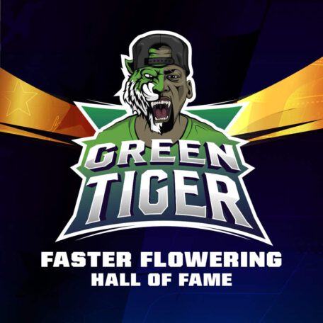 green-tiger-cannabis-samen-kaufen green-tiger-cannabis-samen-kaufen