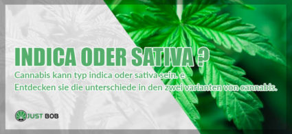 marijuana indica oder sativa?