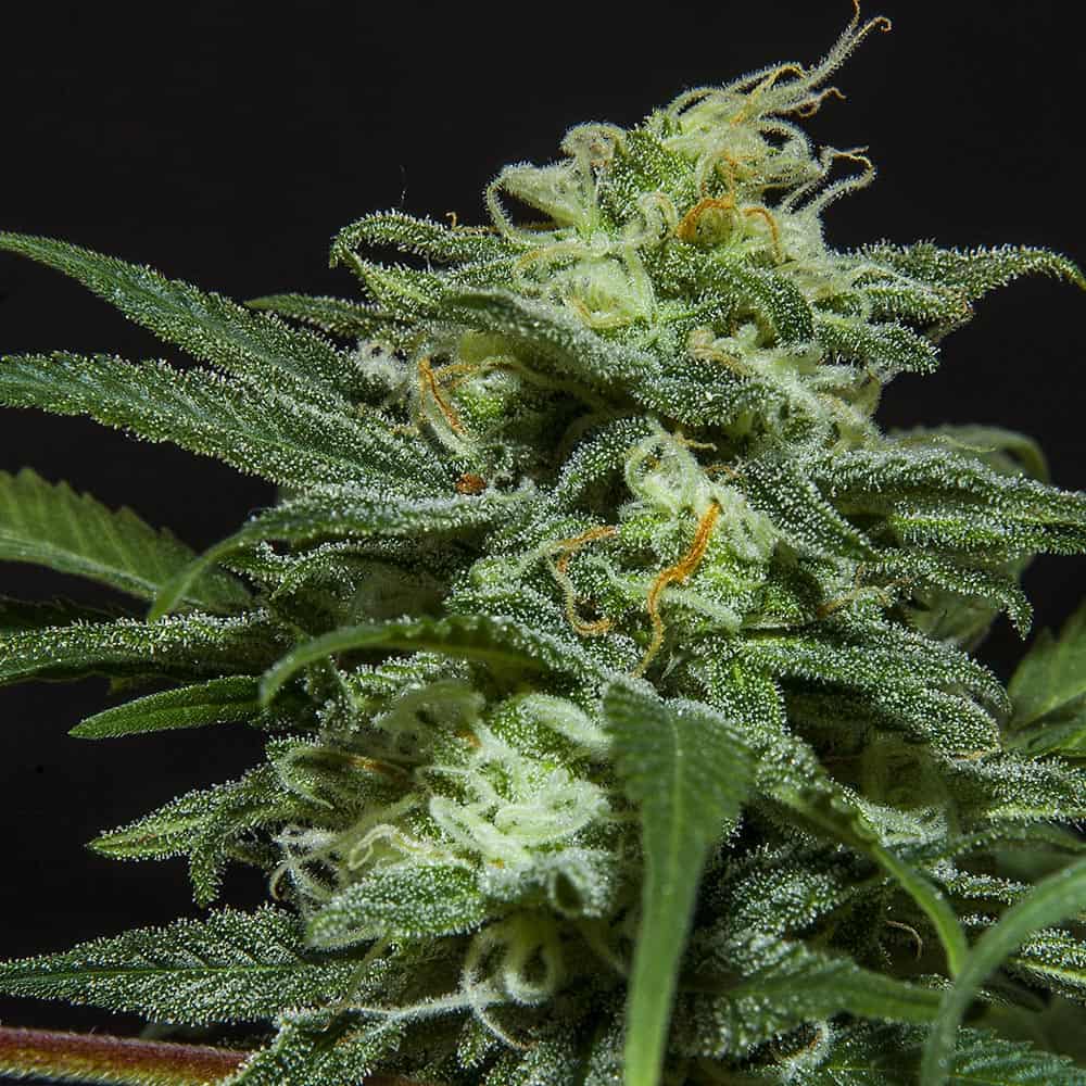 lebron-haze-cannabis-seeds lebron-haze-cannabis-seeds