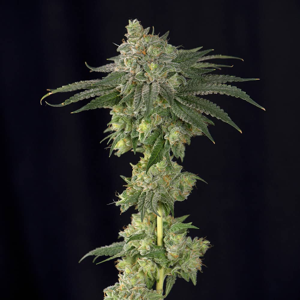 lebron-haze-marihuana-samen-kaufen lebron-haze-marihuana-samen-kaufen