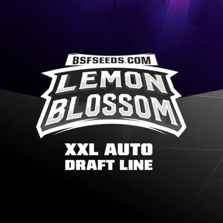 lemon-blossom-auto-cannabis-samen-kaufen lemon-blossom-auto-cannabis-samen-kaufen