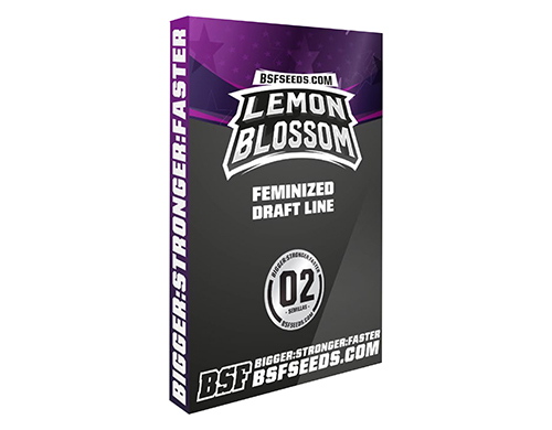 lemon-blossom-cannabis-samen lemon-blossom-cannabis-samen