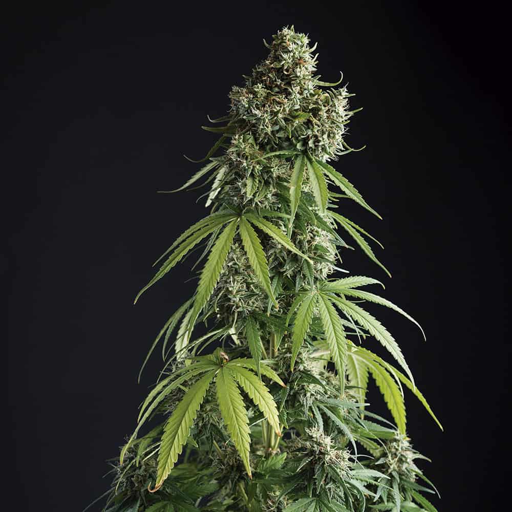 lemon-blossom-cannabis-seeds lemon-blossom-cannabis-seeds