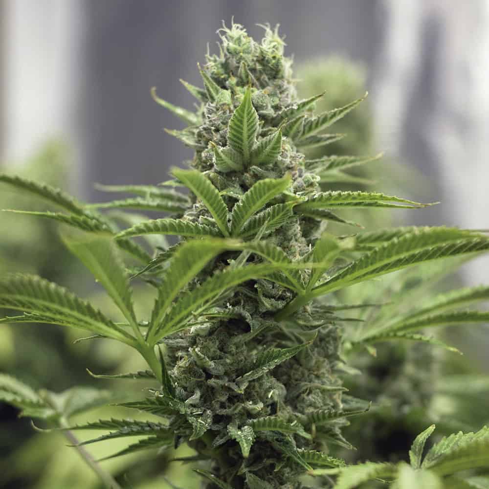 lemon-blossom-marihuana-samen-kaufen lemon-blossom-marihuana-samen-kaufen