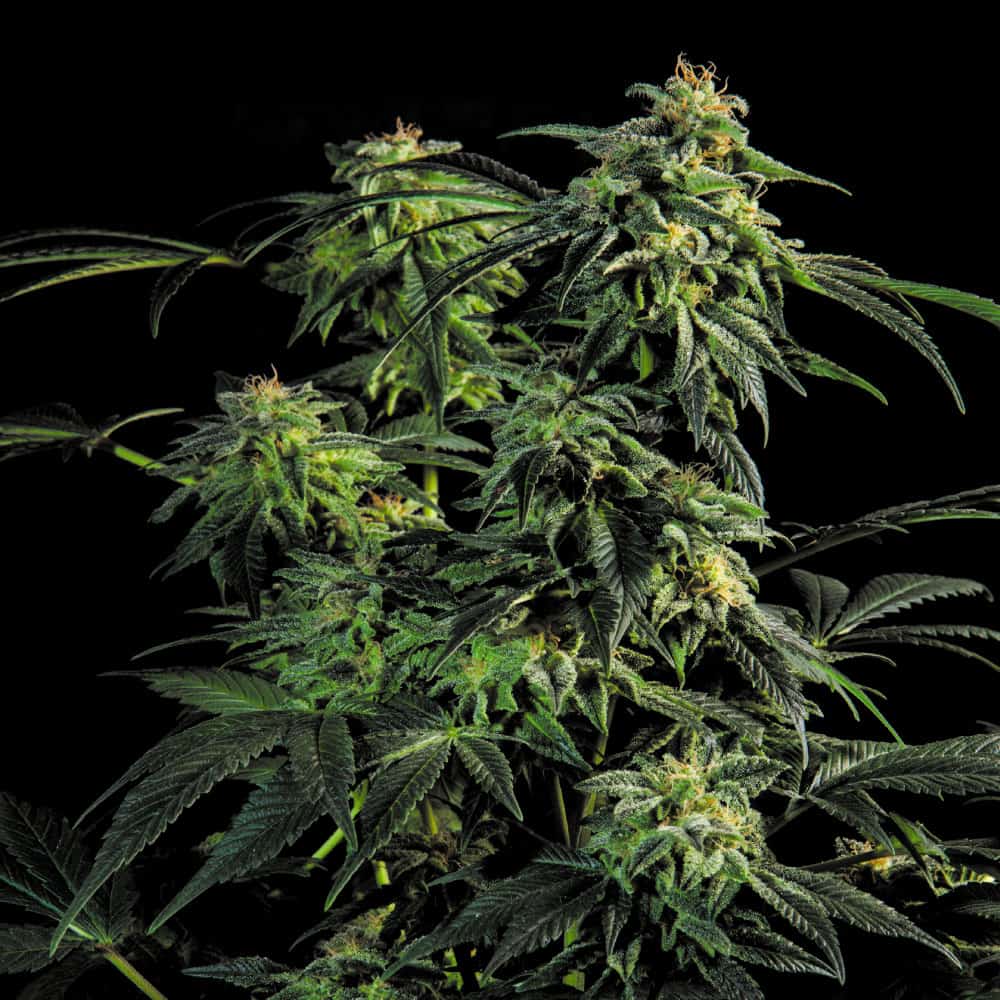 ogb-kush-cannabis-samen-bestellen ogb-kush-cannabis-samen-bestellen