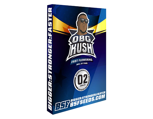 ogb-kush-cannabis-samen ogb-kush-cannabis-samen