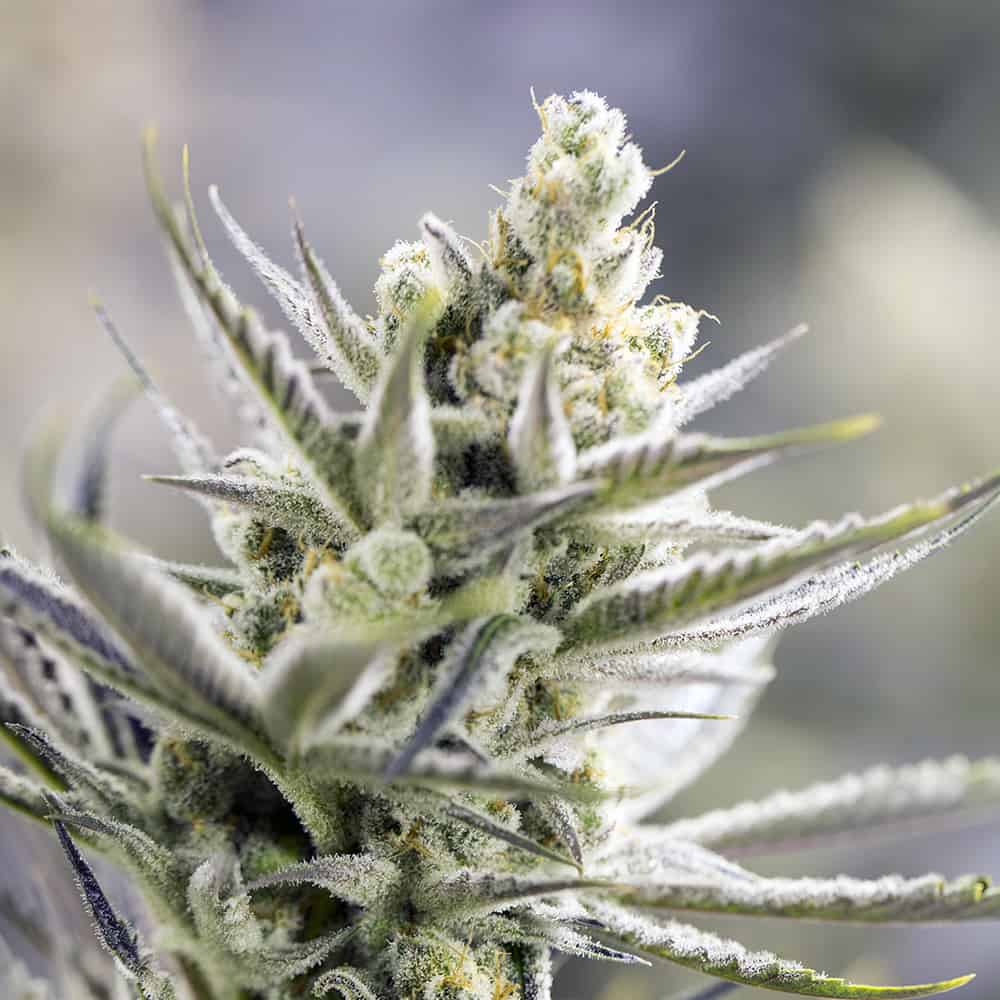 orange-blossom-cannabis-seeds orange-blossom-cannabis-seeds