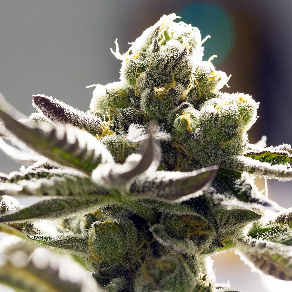 orange-blossom-marihuana-samen-kaufen orange-blossom-marihuana-samen-kaufen