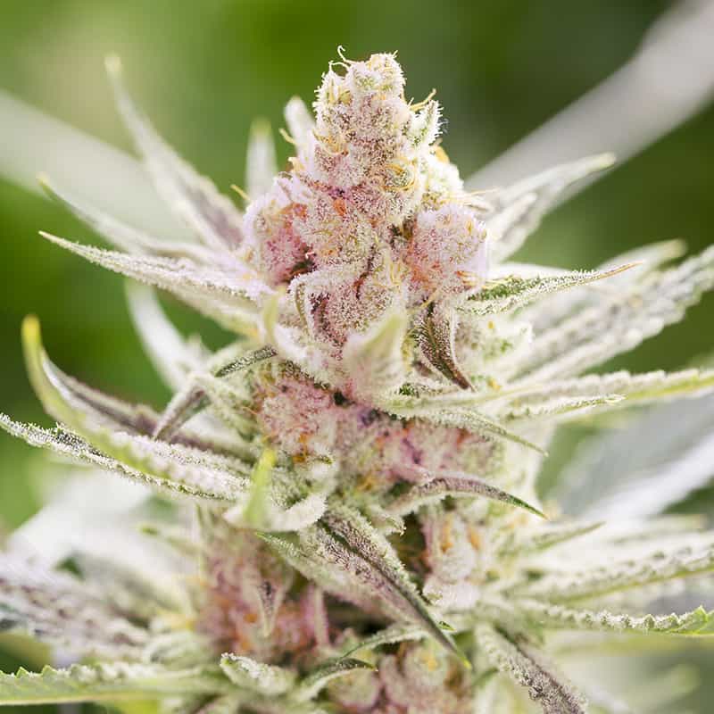 rainbows-cannabis-samen-bestellen rainbows-cannabis-samen-bestellen