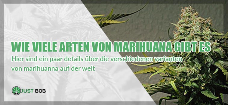 Wie viele Arten von Marihuana gibt es