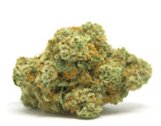 gorilla-glue-cbd-cannabis-bluten gorilla-glue-cbd-cannabis-bluten