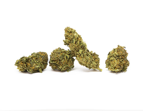 sweet-berry-cannabis-pflanzen Sweet Berry Cannabis Pflanzen
