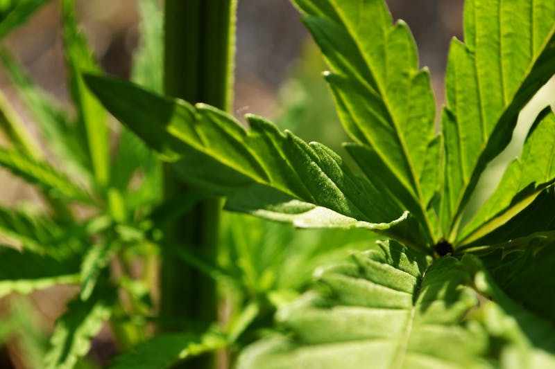 Legale männliche Cannabis pflanze