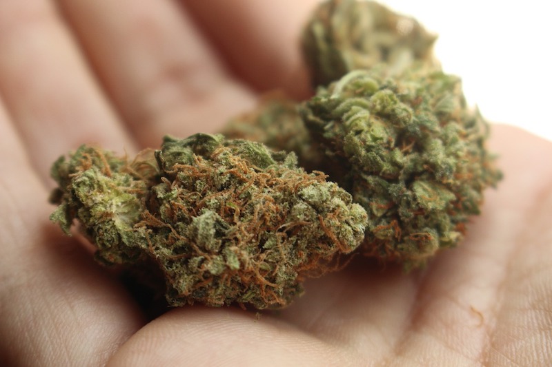 cannabis marihuana tee bluten machen