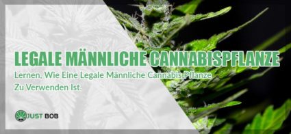 Legale männliche Cannabis pflanze