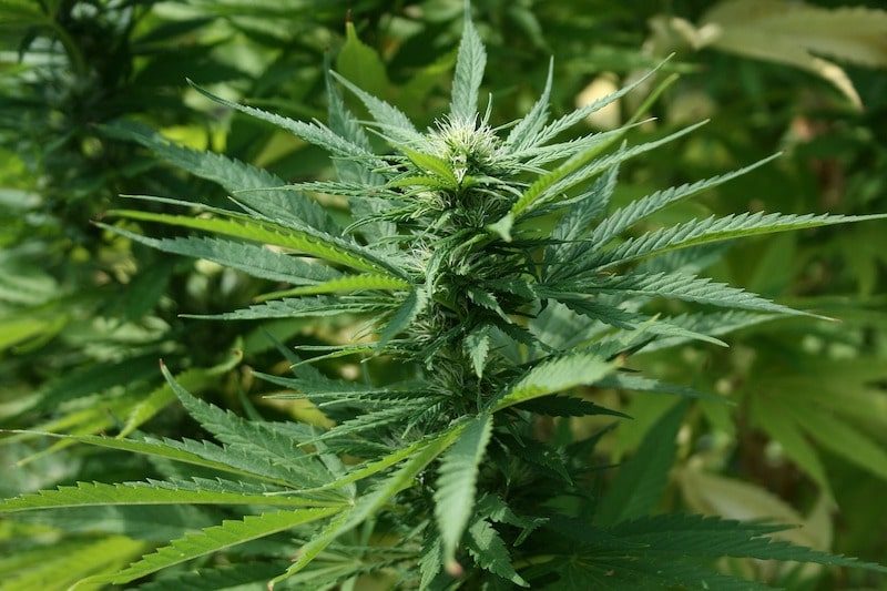 Die Marihuana-Pflanze: Eine kleine Geschichte