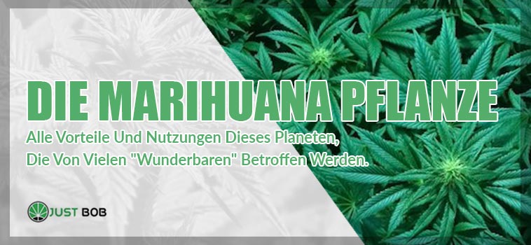 die marihuana pflanze 2