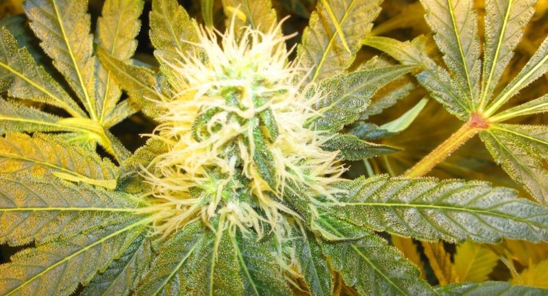 LA Sweet Berry ist eine Art von legalem Cannabis CBD
