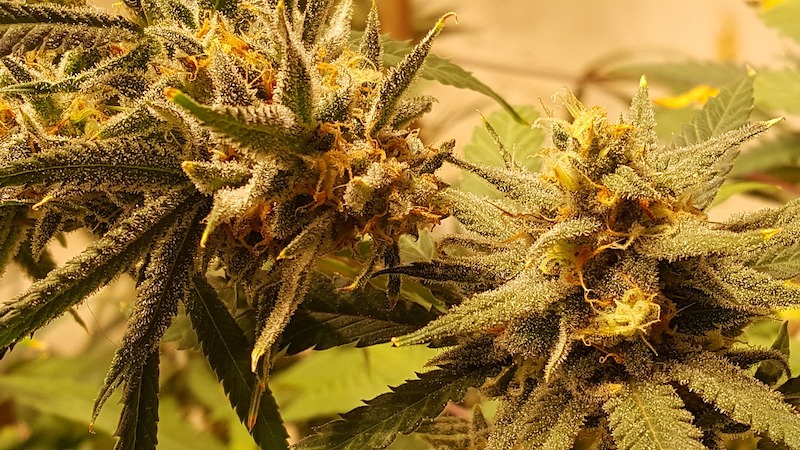 cbd sweet berry marihuana pflanze