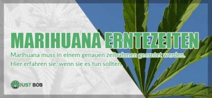 Marihuana Erntezeiten