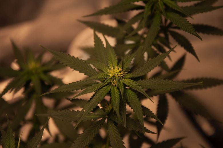 marihuana legale bulldog