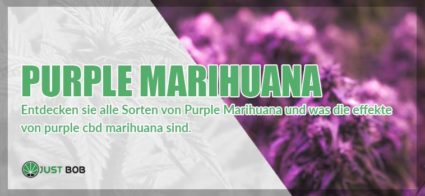purple marihuana